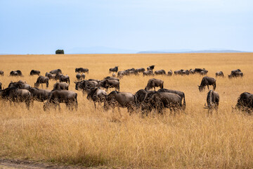 Herd of wildebeest in Masai Mara National Park during the great migration of animals. The wildebeest are located in the savannah during a sunny day of safari.