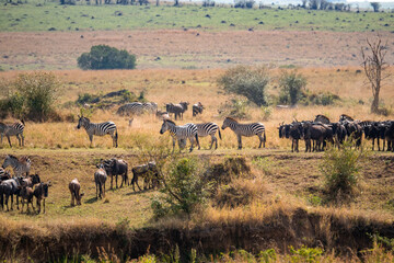 Naklejka na ściany i meble herd of wildebeest and zebras in Masai Mara national park in the mara river crossing point during the great migration of animals, Kenya.