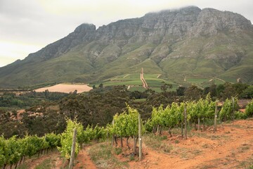 vineyard in the mountains in south africa