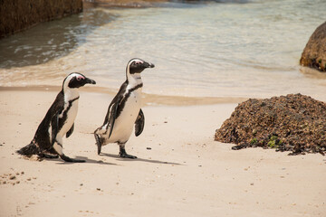 two penguins on Bolders beach