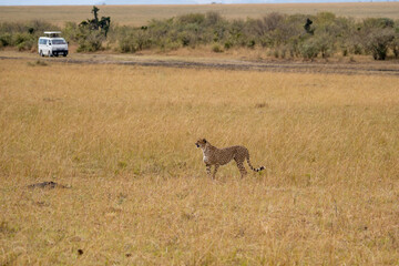 Cheetah in front of a safari car in the savannah, Masai Mara National Park, Kenya.
