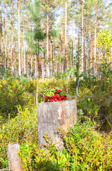 Bouquet of fresh ripe red lingonberry with berries in a summer forest