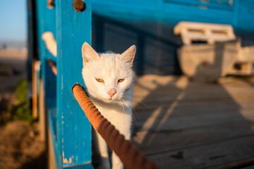 A stray cat on the street.