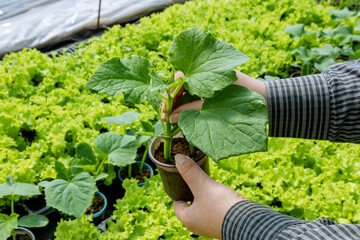 A farmer examines cucumber seedlings for diseases. Growing cucumber in a greenhouse. Healthy seedlings.