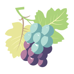 Fresh grape bunches on green branch