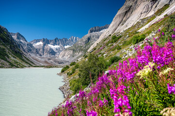 wildflowers at the shore of Grimselsee with Unteraargletscher in the Background