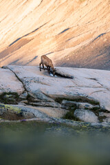 Fototapeta premium chamois above Grimselsee in the Bernese Alps