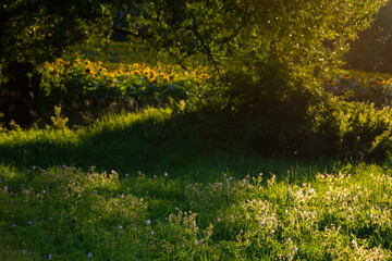 Sunflowers at the sunset