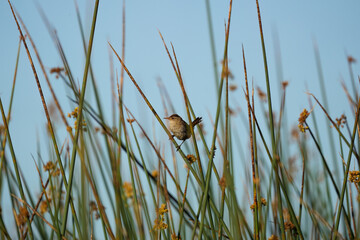 Marsh wren on reeds