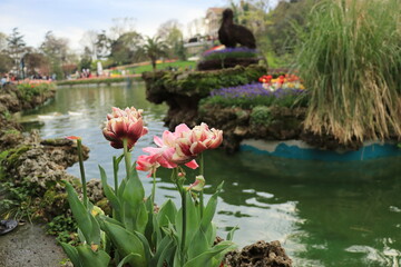 Fototapeta na wymiar Tulips and swans swimming in the pool.