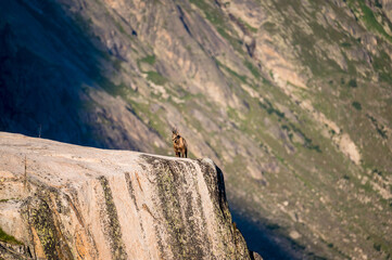 chamois (Rupicapra rupicapra) on a rock at Grimselpass