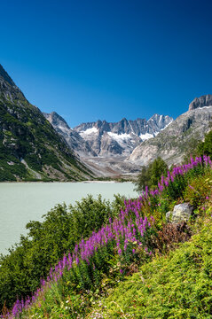 wildflowers at the shore of Grimselsee with Unteraargletscher in the Background © schame87