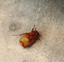 Sweet red cloak insect in belly up position, looking at camera