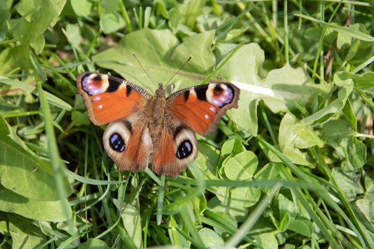 photo of a butterfly sitting on green grass