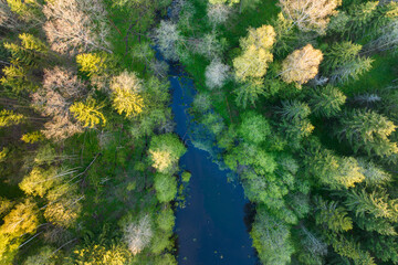 Fototapeta na wymiar Summer forest in Warmia, northern Poland, Europe