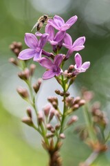 Obraz premium lilac flowers in the garden