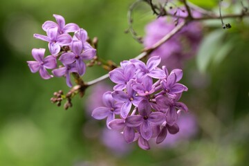 pink flowers of a lilac