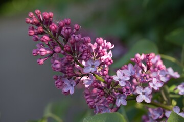 Obraz premium lilac flowers in the garden