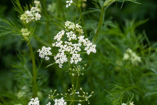 Flowers of cumin, Cuminum cyminum
