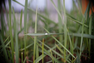 Zbliżenie na kroplę wody na źdźble zielonej trawy