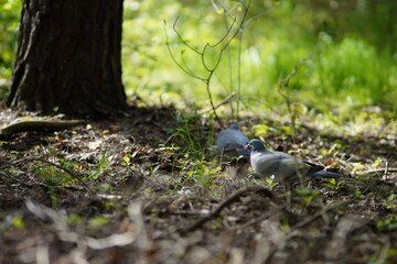 Dwa gołębie miejskie szukające jedzenia na ziemi w lesie w słoneczny dzień