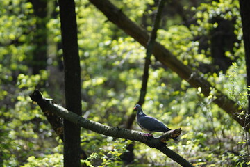 Gołąb miejski stojący profilem na gałęzi drzwa w lesie w słoneczny dzień