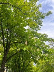 chestnut alley in the city in spring