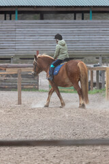Ride a horse. A female rider on a horse with her back to the camera. Communicating with horses...