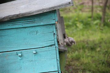 bees in a beehive