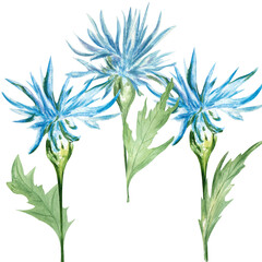 Watercolor painting of cornflowers. Can be used on postcards, advertising, flower arrangements.