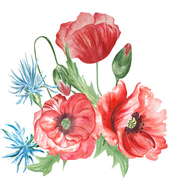 Watercolor painting of a bouquet of red poppies and cornflowers. Can be used on postcards, advertising, flower arrangements.