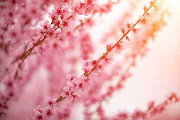 A peach blooms in the spring garden. Beautiful bright pale pink background. A flowering tree branch...