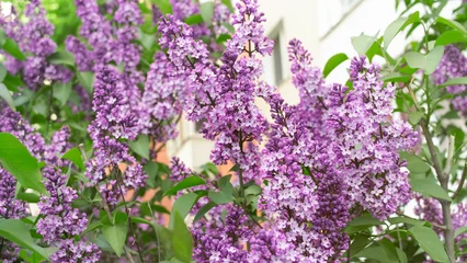 Fotobehang branches of a blooming lilac bush close-up. background with blooming lilac. lilac in the park. © Nataliya
