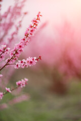 A peach blooms in the spring garden. Beautiful bright pale pink background. A flowering tree branch in selective focus. A dreamy romantic image of spring. Atmospheric natural background