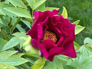 Flower tree peony bright pink petals 