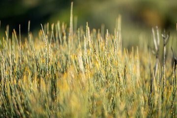 Trees and shrubs in the Australian bush forest. Gumtrees and native plants growing in Australia 