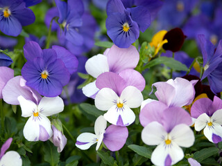 紫色のビオラの花