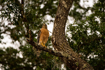 Hawk on a Perch