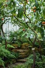 orchard, photo tangerine tree, beautiful garden, nature