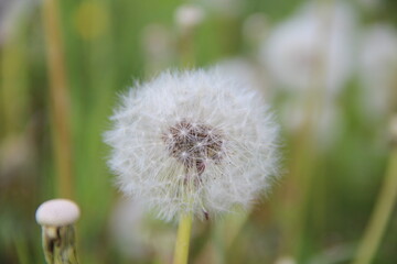 dandelion