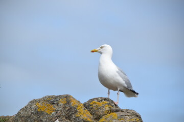 a seagull standing on the rock
