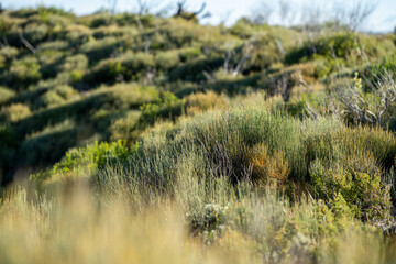 Trees and shrubs in the Australian bush forest. Gumtrees and native plants growing in Australia 