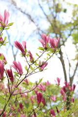 Large pink magnolia flowers on a blurred background. Flowering shrub or tree. Flowers with large curled petals. Bush in full bloom