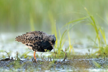 Batalion, bojownik (Calidris pugnax)