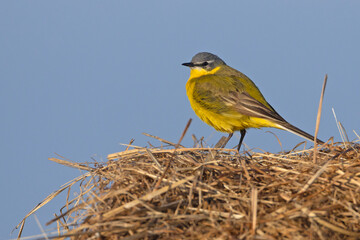 Pliszka żółta, wolarka (Motacilla flava) © Grzegorz