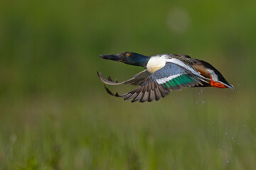 płaskonos (Spatula clypeata) 