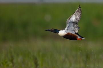płaskonos (Spatula clypeata) 