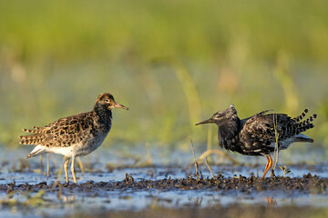Batalion, bojownik (Calidris pugnax)