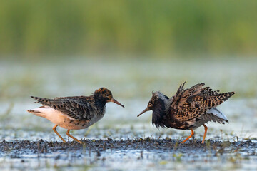 Batalion, bojownik (Calidris pugnax)
