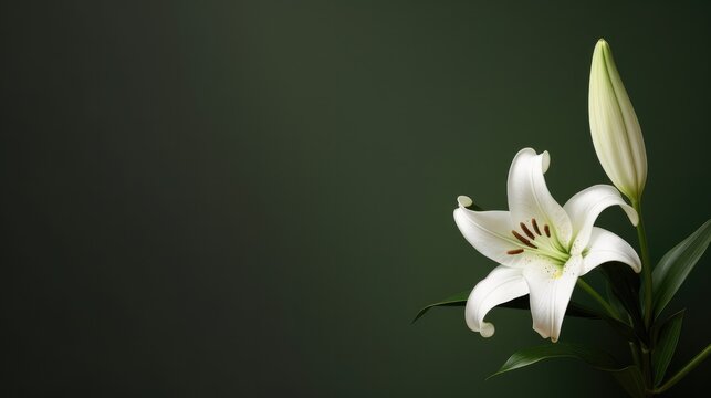 Photorealistic background featuring a close up of a small white lily flower. Minimalist design, condolences card, congratulation, celebration, voucher. Generative AI. 